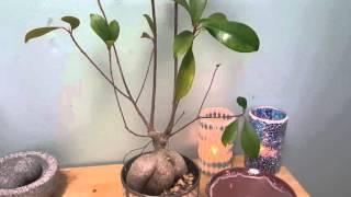 Pruning Ginseng Ficus Rescue