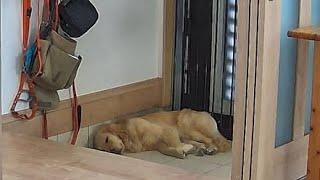 Gol is left alone at home. When mom and dad come home later... [Golden Retriever Japan]