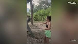 Stupid Nosy tourist gets knocked over by annoyed elephant