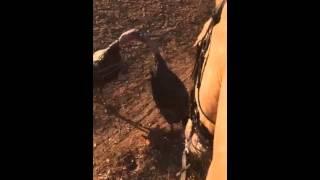 Wild Turkey Fence Fight in Folsom California