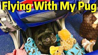 Traveling with Pug on Aeroplane/Airplane | Dog Flying | In Flight & Airport