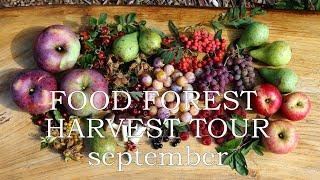 Food forest harvest tour/September