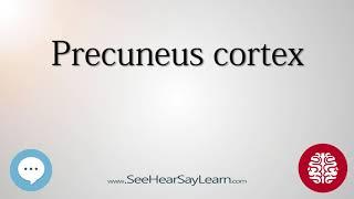 Precuneus cortex   Anatomy of the Brain   SeeHearSayLearn 