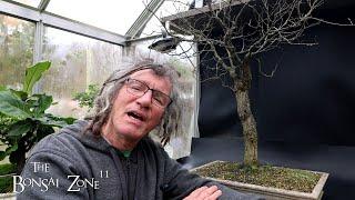 Pruning My American Elm, The Bonsai Zone, Nov 2024