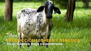 Producción lechera y genética en el trópico bajo Colombiano- TvAgro por Juan Gonzalo Angel Restrepo