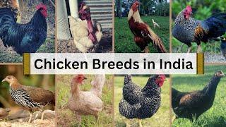 Native Chicken Breeds in India  | Fowls | Roosters | Poultry | Chickens #nativeanimals