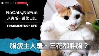 長毛三花貓喬喬｜貓瘦主人羞之三花都是胖貓 #funny #cat #pets #cute #pets #cuteanimals