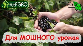 Для МОЩНОГО урожая СМОРОДИНЫ и КРЫЖОВНИКА сделайте обычное...