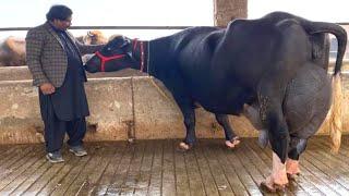 World Champion 28.250 Kg Milk of First Timer Buffalo ll Ch. Irfan Gujjar Dairy Farm #cow #buffalo