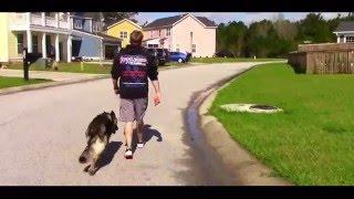 Best German Shepherd Dog Training in Charleston Area | Dante before and after