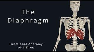 The Diaphragm | Functional Anatomy