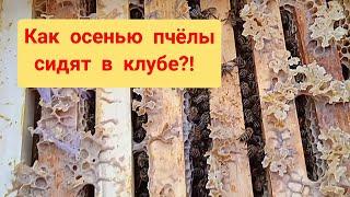 Как пчёлы осенью сидят в клубе?!