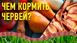 Чем и как кормить червей. Корм для червей. Часть 1.