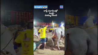 RK bulls please #subscribemychannel #bull , #farming #nothingimposibleinthisworld