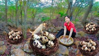 Harvesting Quail Eggs Goes to market sell -  Raising a Quail Farm | Ella Daily Life