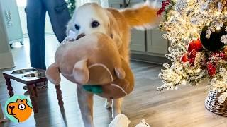 Dog Started Carrying Toys Around For The Cutest Reason | Cuddle Buddies