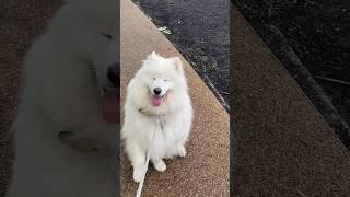 Мечты #dog #samoyed #puppy #самоед #собака #animals #love #pets #dream