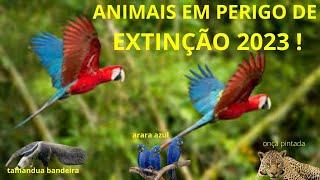 ANIMAIS EM PERIGO DE EXTINÇÃO 2023 !