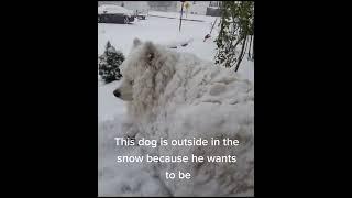 Abuse at its finest =enzo thesamoyed