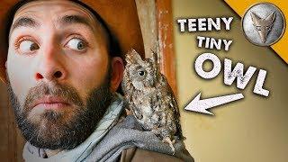 teeny tiny OWL! (o)v(o)