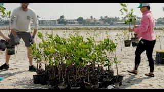 MANG: Planting Mangroves | Protect Our Paradise | Discover Florida Channel