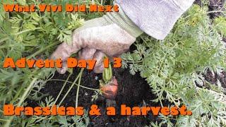 Advent Day 13: Brassicas & a harvest.