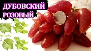 Виноград ДУБОВСКИЙ РОЗОВЫЙ (Grapes Dubovskiy Pink)