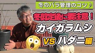 【バラの育て方】冬のバラ管理のコツ冬剪定後に要注意！カイガラムシVSハダニ編（2022年2月18日）