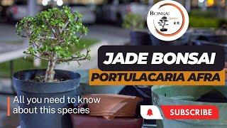 Guide to Dwarf Jade Bonsai | The Bonsai Supply