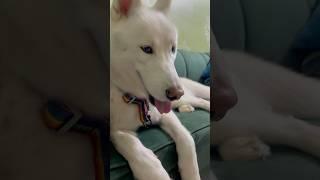 Husky Brothers: Jack & Thunder