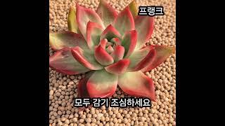 #금화다육 #수입전문 #다육식물 #최저가판매 #보스다육 #라이브방송 #다육이실방
