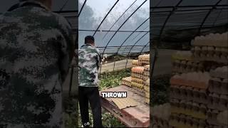 It's Amazing why the Chinese throw eggs in onion fields 