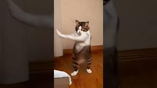 #cat dance #춤추는 고양이10