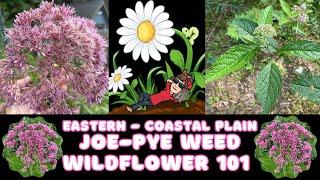 Eastern Joe-Pye Weed - Coastal Plain Joe-Pye Weed - Eutrochium dubium - Wildflower 101 Episode 70