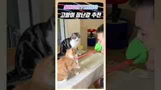 고양이 장난감 추천