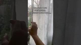 Скажите, что это не только у меня так? #фиалки, #цветы, #сад, #дом, #комнатныерастения.