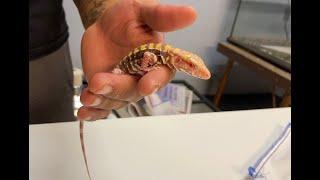 Unboxing My Female Blue Albino Tegu From Rose City Reptiles