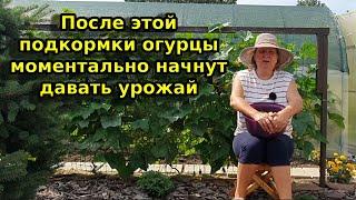 Плохой урожай огурца? После этой подкормки будете не знать куда девать огурцы!