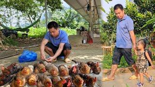 Bringing chickens to the market to sell - Little Minh Chau's second day of kindergarten.