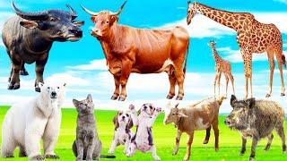 Cute Animals and Pets : Buffalo, Cow, Giraffe, Bear, Cat, Dog, Goat, Pig - Animal Sounds