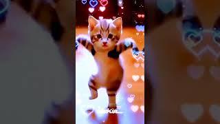 Cute_funny_Cat_Dance__#shortsfeed_#ytshorts_#shortsyoutube_#cute_#cats_#shorts_‪@s6plus_‬(360p)