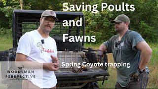 Timing Coyote trapping to save poults and fawns