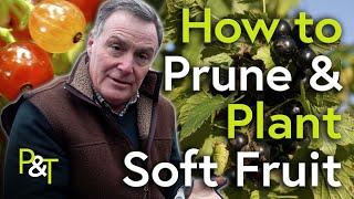 How to Plant, Prune & Propagate Soft Fruit Bushes - Pots & Trowels