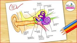 Ear Diagram drawing Colour / easy way / Draw Human Ear anatomy - Step by step for beginners / CBSE