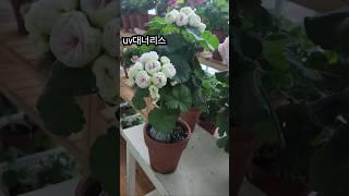왕꽃볼 제라늄 모아보기 #아파트 #베란다정원#러시아제라늄
