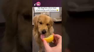 TOP 1 HUMOR TIKTOK! Tente não rir   #videosengracados #humor #tentenaorir #shortsengracados