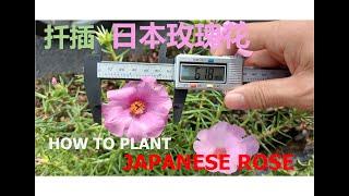 扦插日本玫瑰花| How To Plant Japanese Rose