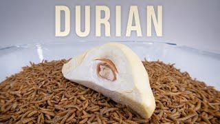 10 000 Mealworms vs. DURIAN