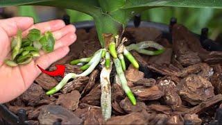 sprinkle 1 spoon ! will make Orchids bloom endlessly all year round