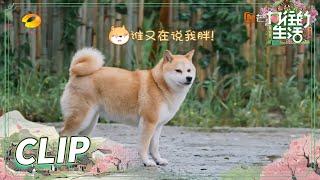 杨紫竟叫小O“小胖子”？胖乎乎被摸根本停不下来！《向往的生活5》 Back to Field S5 EP4丨MGTV